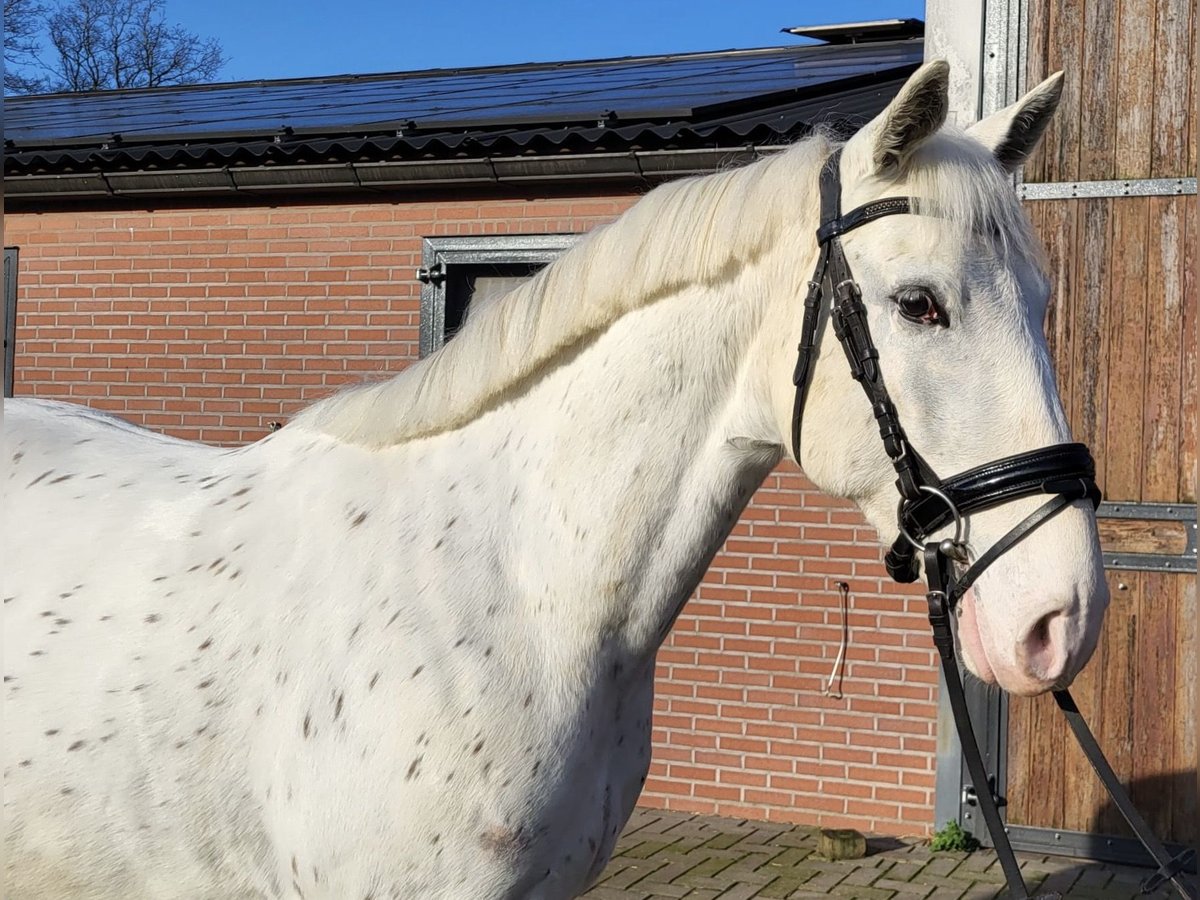 Appaloosa Mestizo Caballo castrado 5 años 155 cm Atigrado/Moteado in Zieuwent