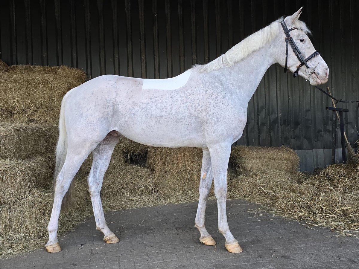 Appaloosa Caballo castrado 5 años Atigrado/Moteado in Holten