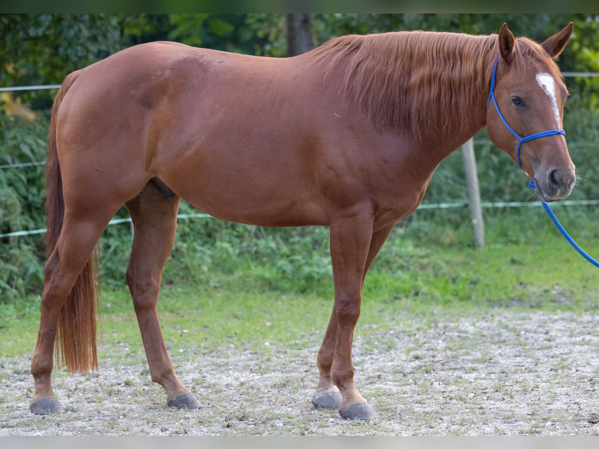 Appaloosa Caballo castrado 6 años 155 cm Alazán in Kißlegg