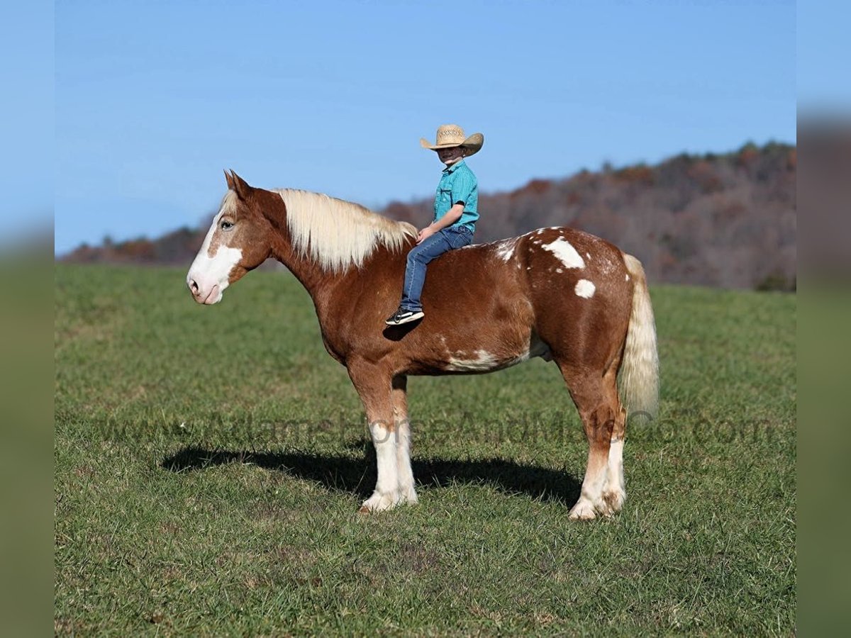 Appaloosa Caballo castrado 6 años 168 cm Alazán rojizo in Mount Vernon