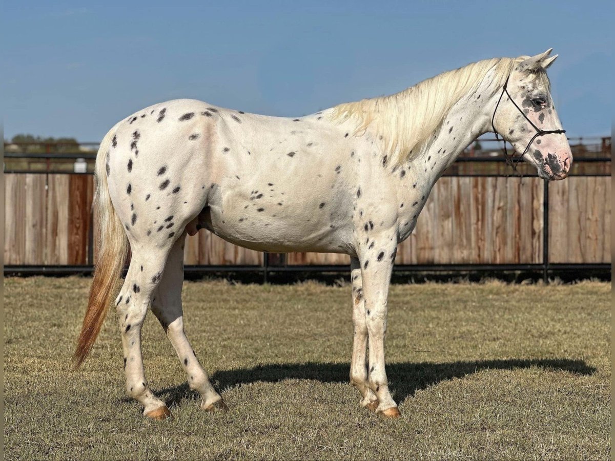 Appaloosa Caballo castrado 6 años in Los Angeles