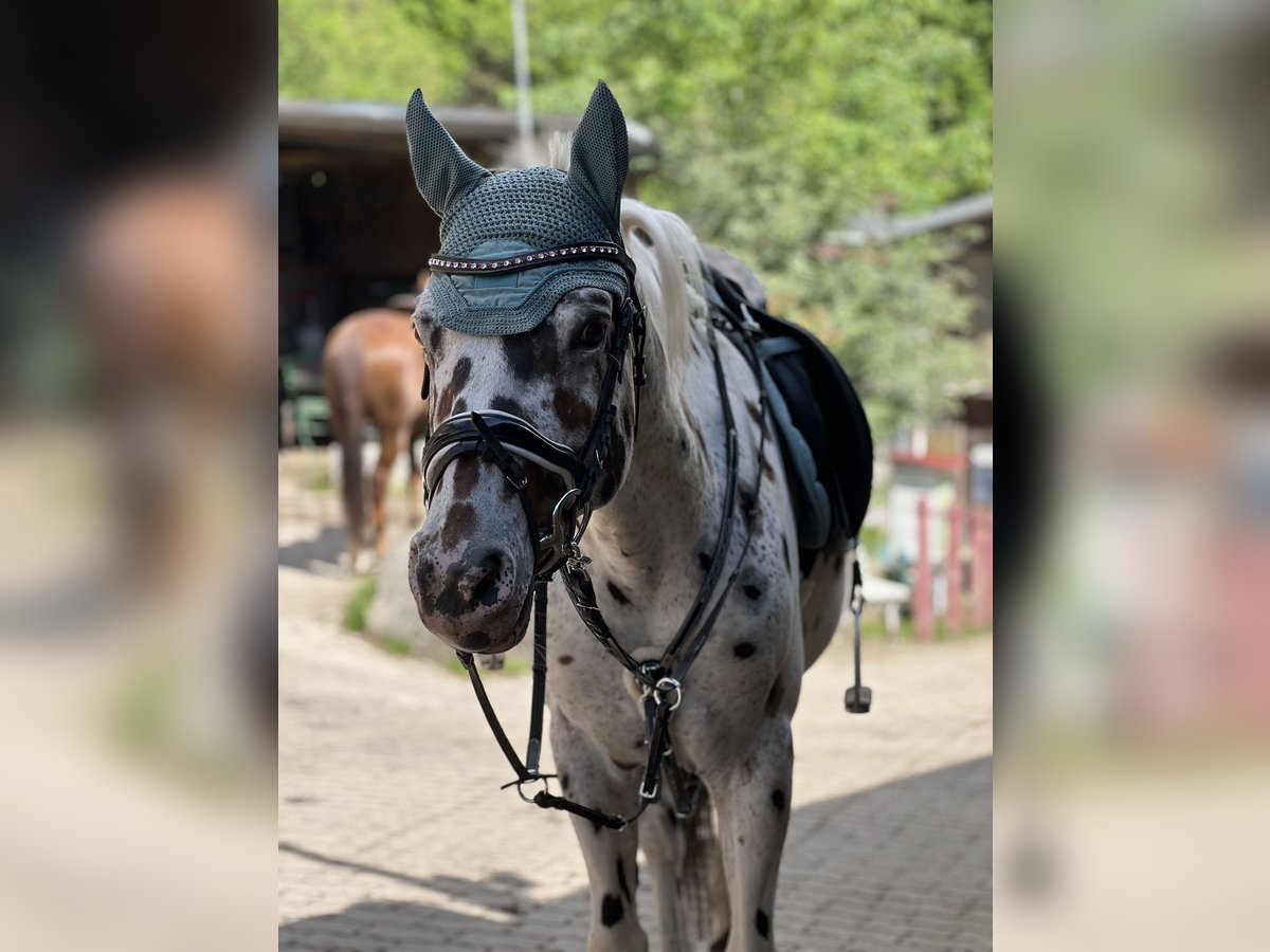 Appaloosa Caballo castrado 7 años 150 cm Atigrado/Moteado in Steinen