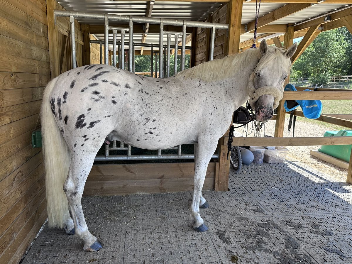 Appaloosa Mestizo Caballo castrado 7 años 152 cm Atigrado/Moteado in Neufvilles