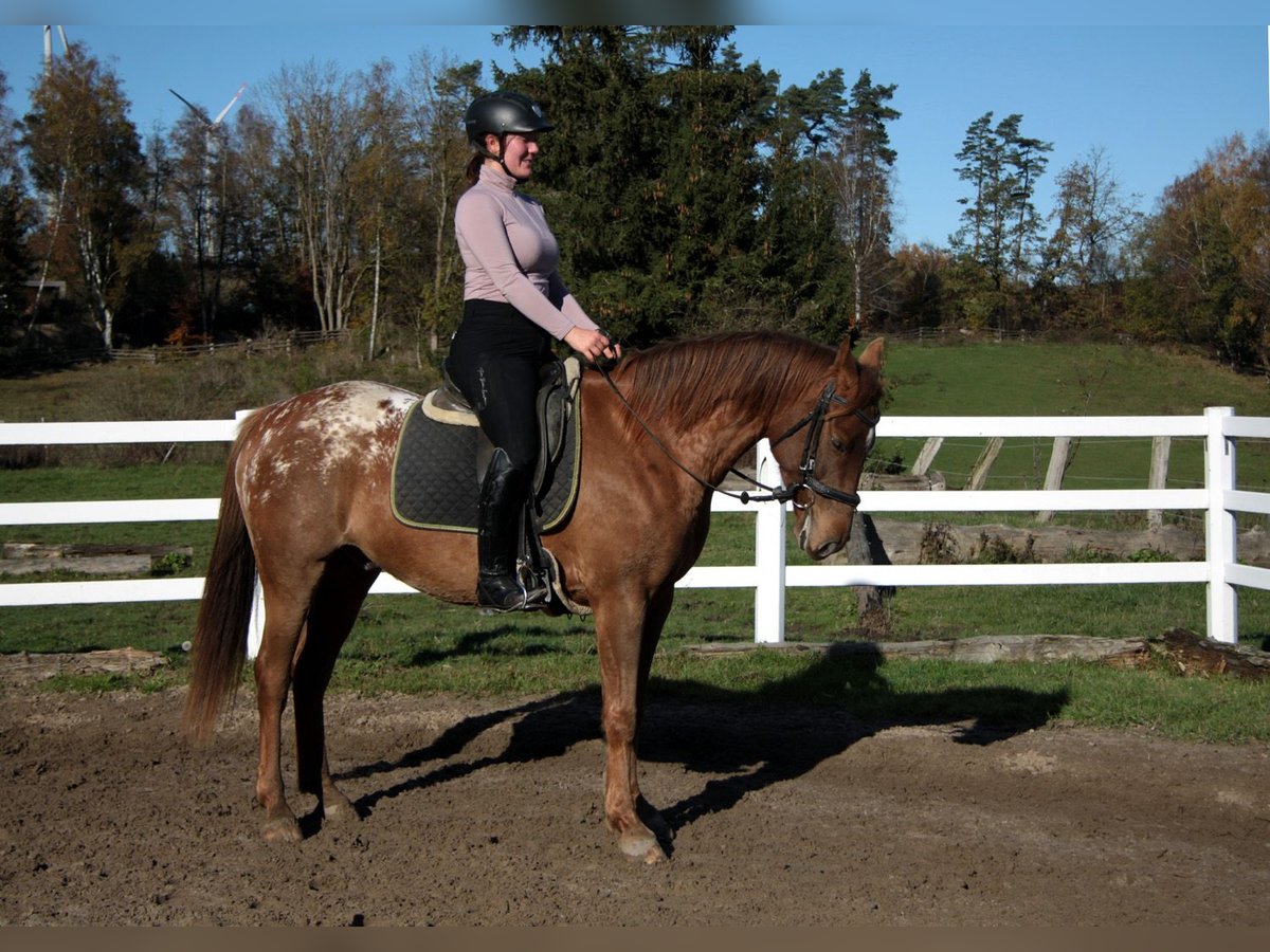 Appaloosa Mestizo Caballo castrado 7 años 154 cm Atigrado/Moteado in Großalmerode