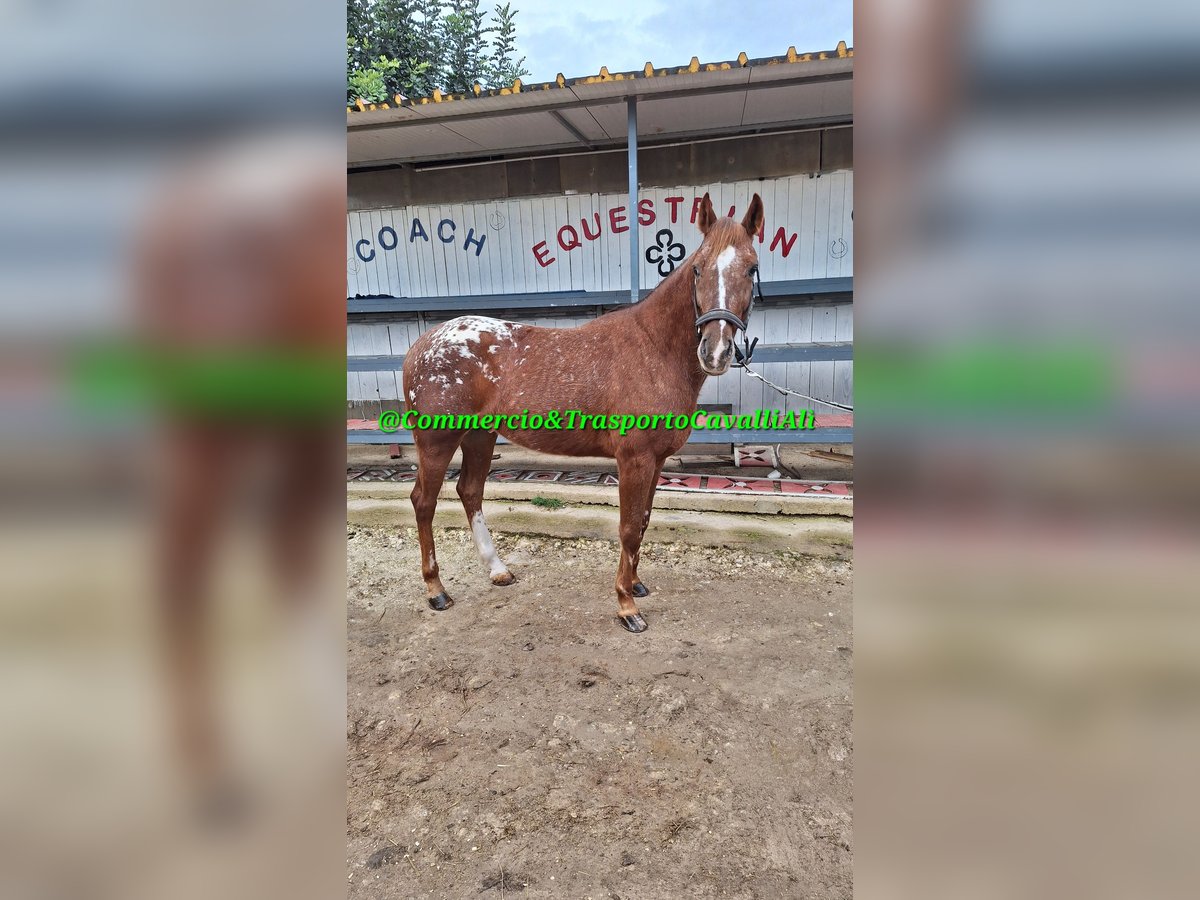 Appaloosa Caballo castrado 7 años 155 cm Alazán rojizo in Solarino