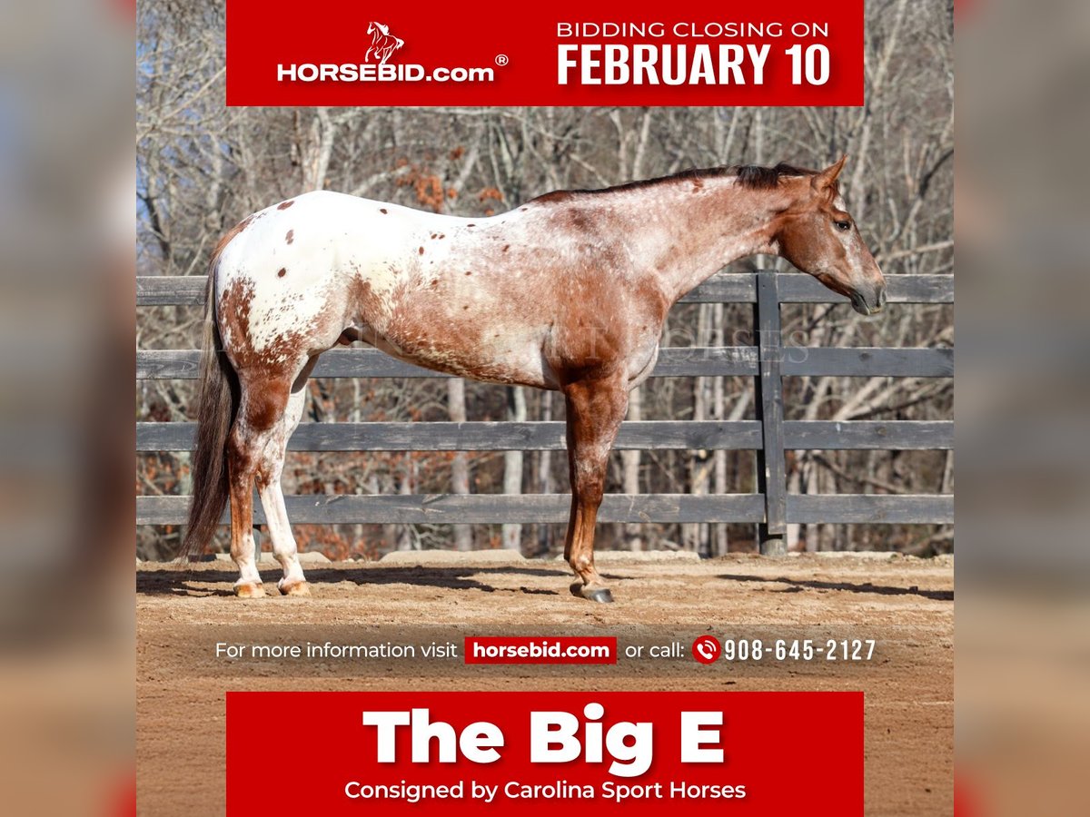 Appaloosa Caballo castrado 7 años 165 cm in Clover, SC