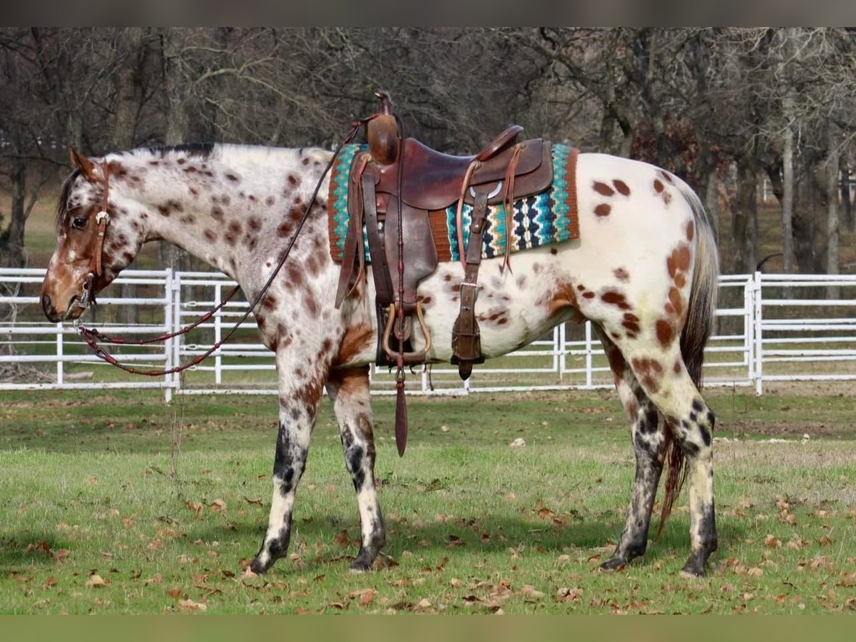 Appaloosa Caballo castrado 7 años Alazán-tostado in Fort Worth TX