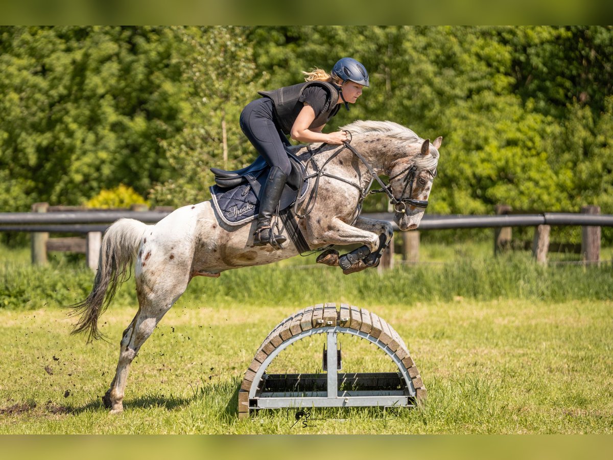 Appaloosa Caballo castrado 8 años 144 cm Atigrado/Moteado in Oberlangen