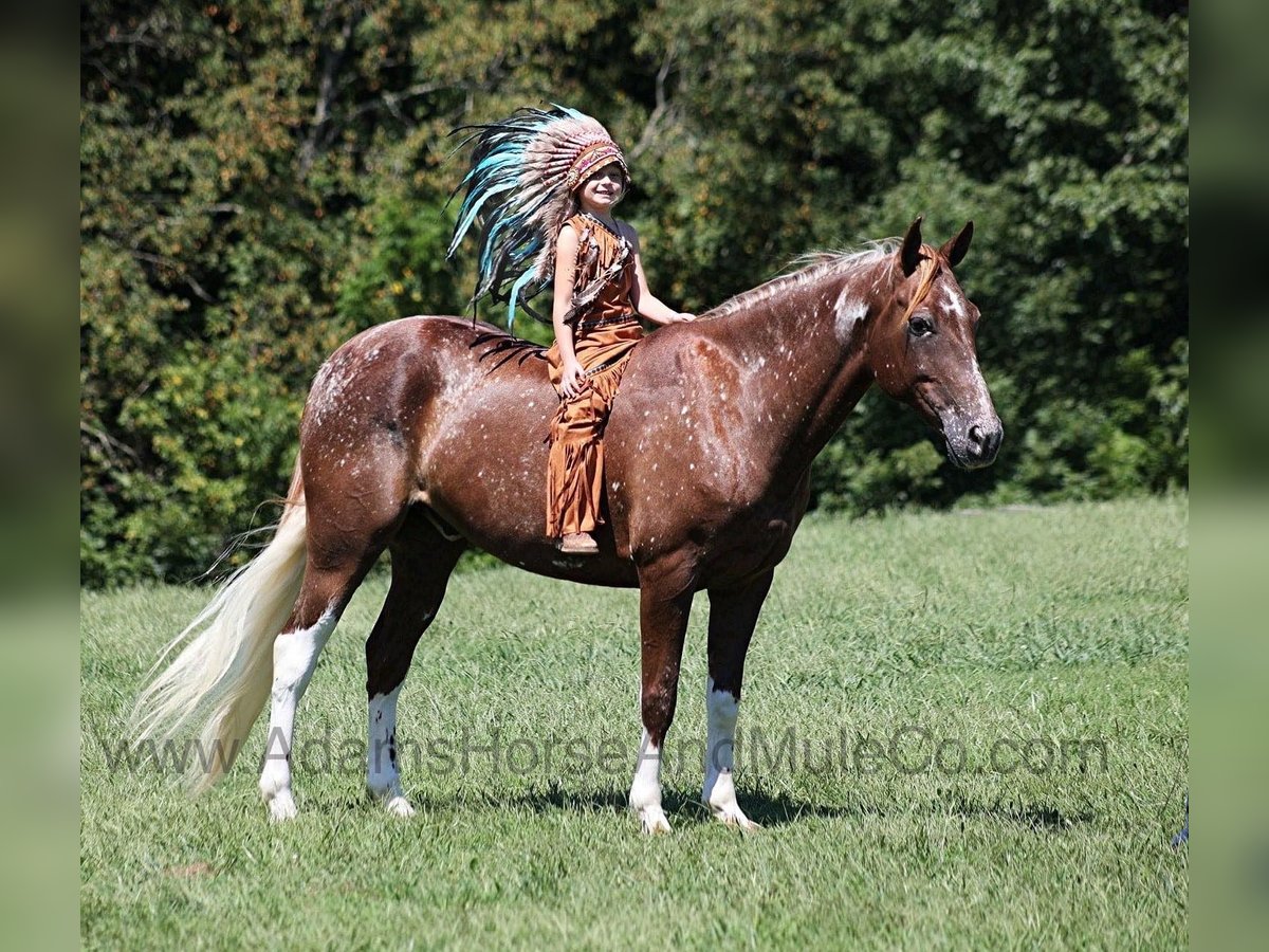 Appaloosa Caballo castrado 8 años 152 cm Alazán-tostado in Mount Vernon