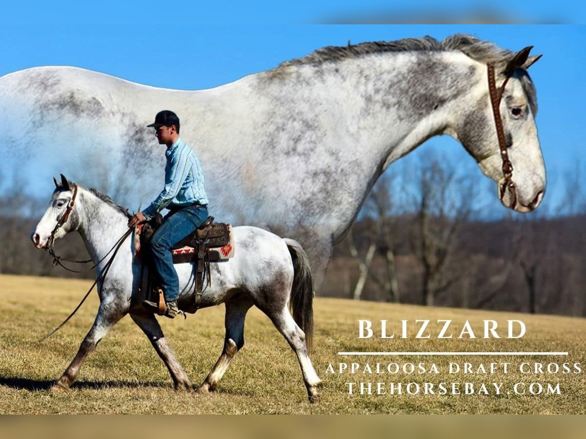 Appaloosa Mestizo Caballo castrado 8 años 152 cm Tordo in Somerset, KY