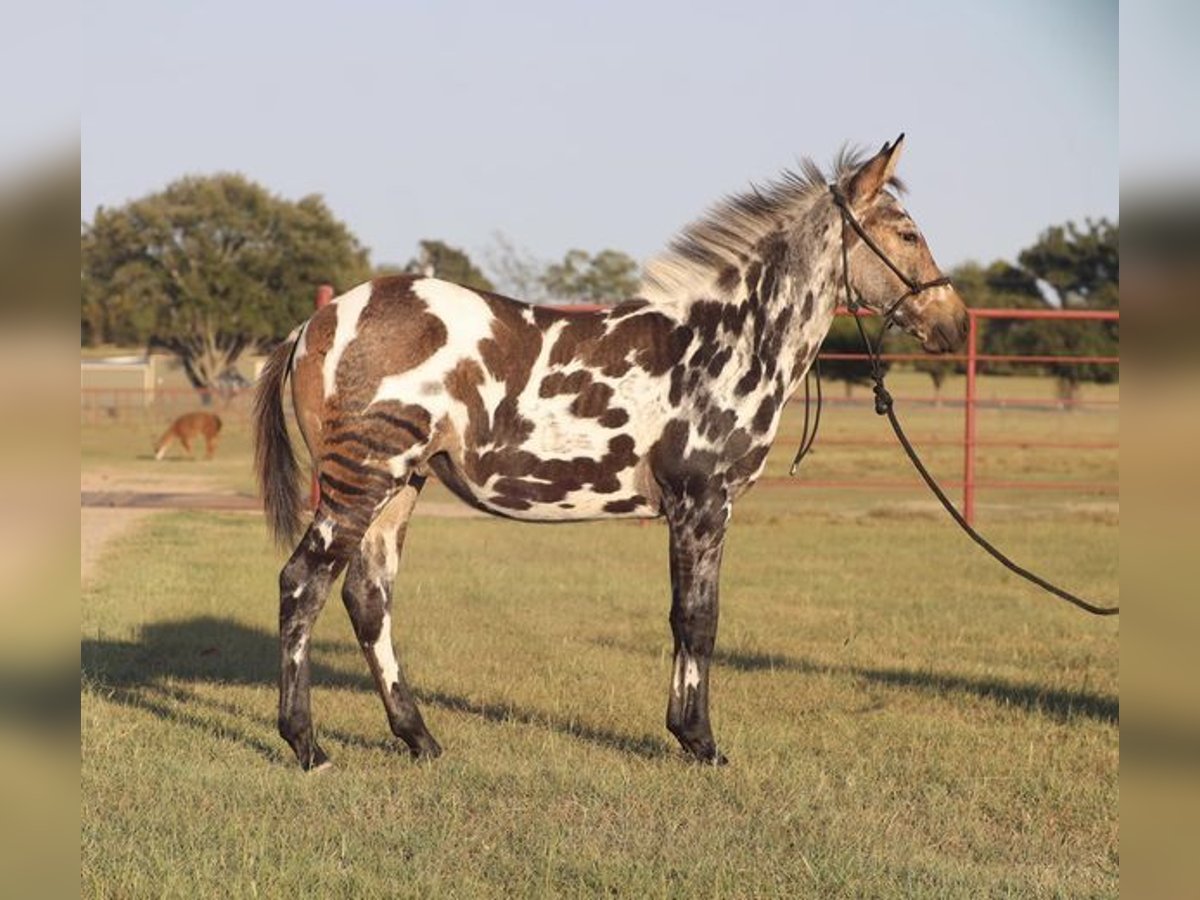 Appaloosa Caballo castrado 8 años in Los Angeles