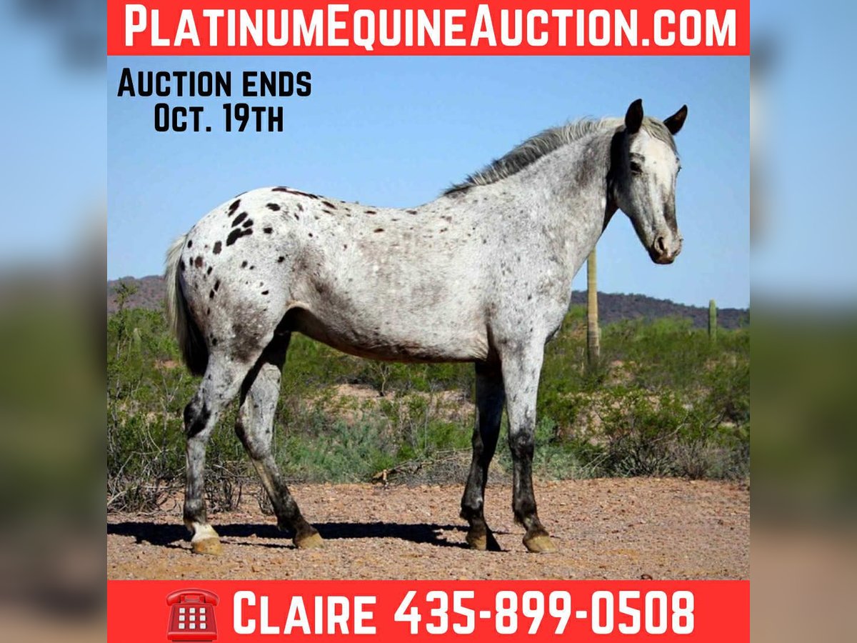 Appaloosa Caballo castrado 8 años Ruano azulado in Marana, AZ