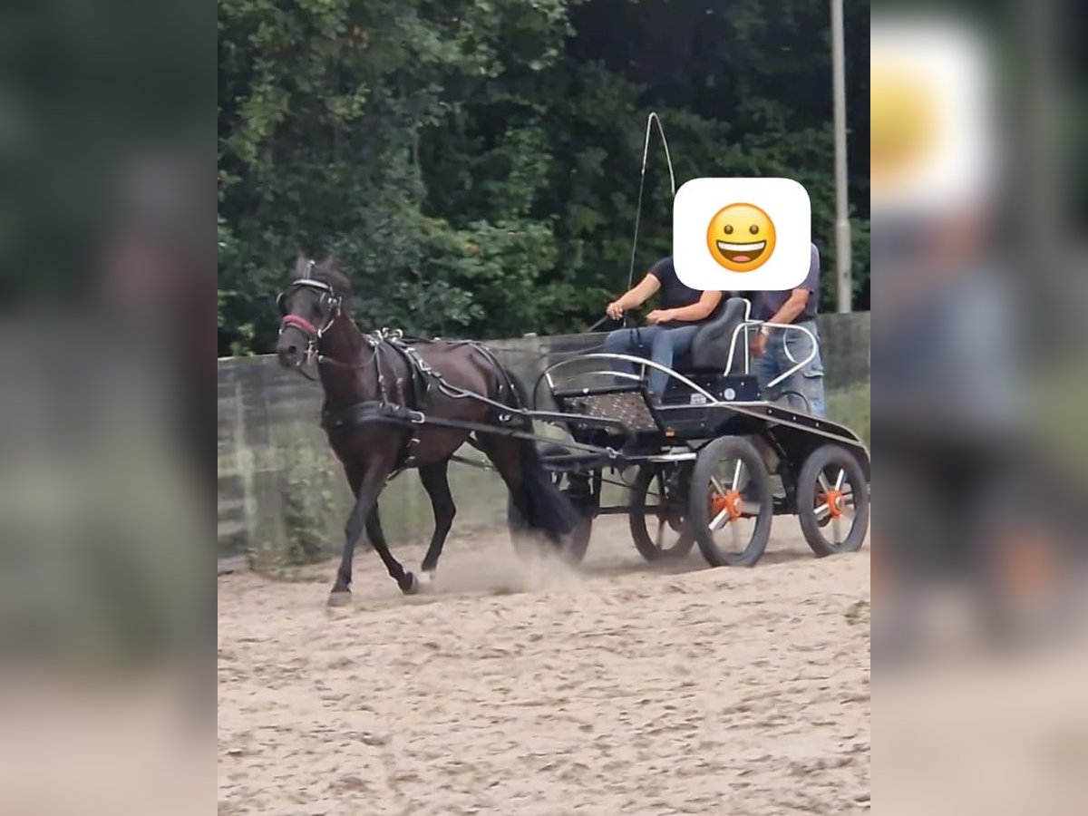 Appaloosa Caballo castrado 9 años 142 cm Negro in Walchum