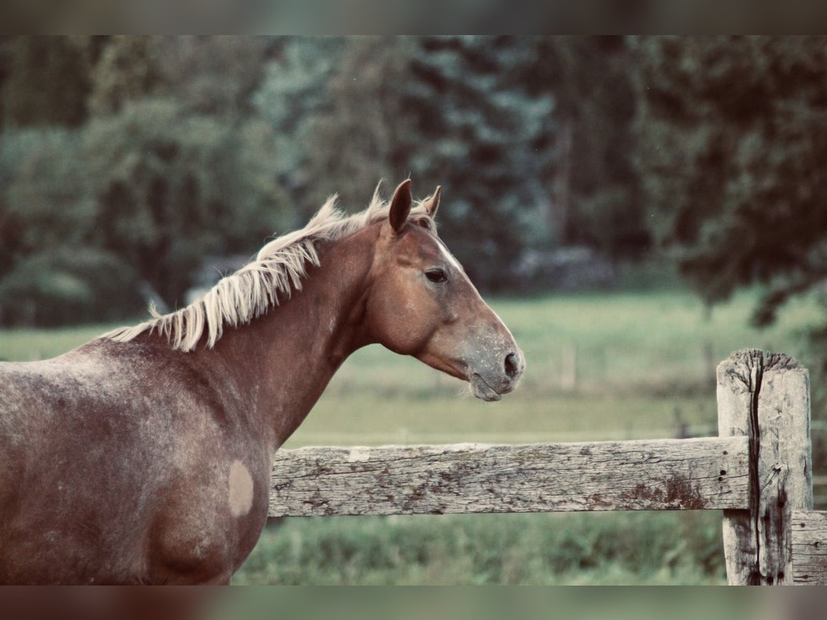 Appaloosa Mestizo Caballo castrado 9 años in Samerberg