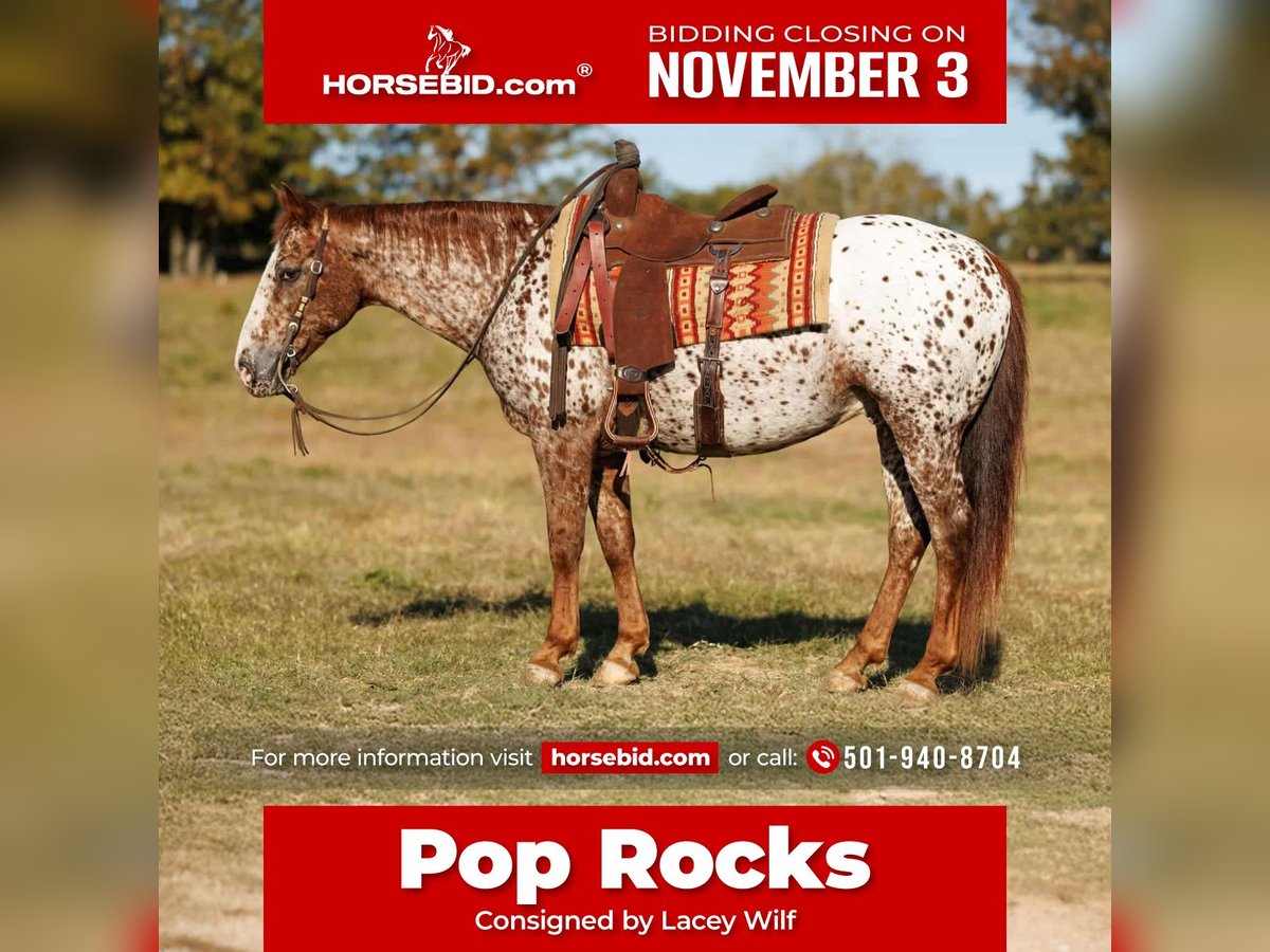Appaloosa Castrone 10 Anni 147 cm Sauro scuro in Quitman Appaloosa Castrone 10 Anni 147 cm Sauro scuro in Quitman