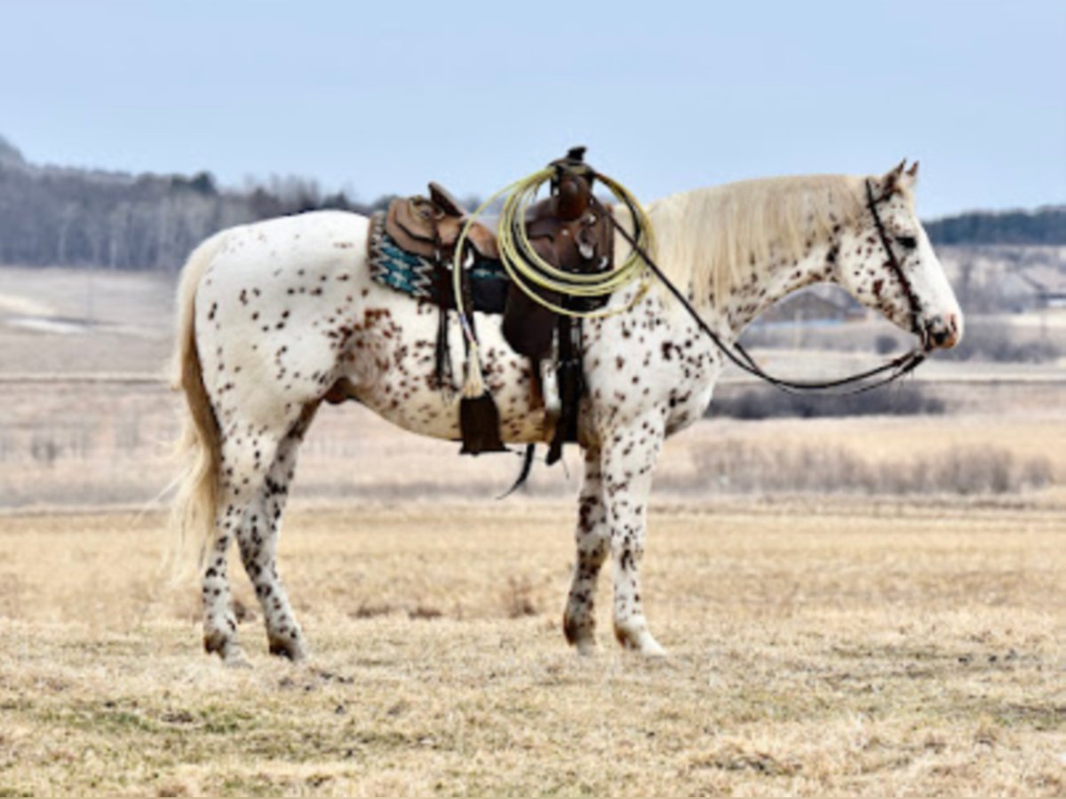 Appaloosa Castrone 10 Anni 152 cm Sauro ciliegia in Baldwin Wisconsin