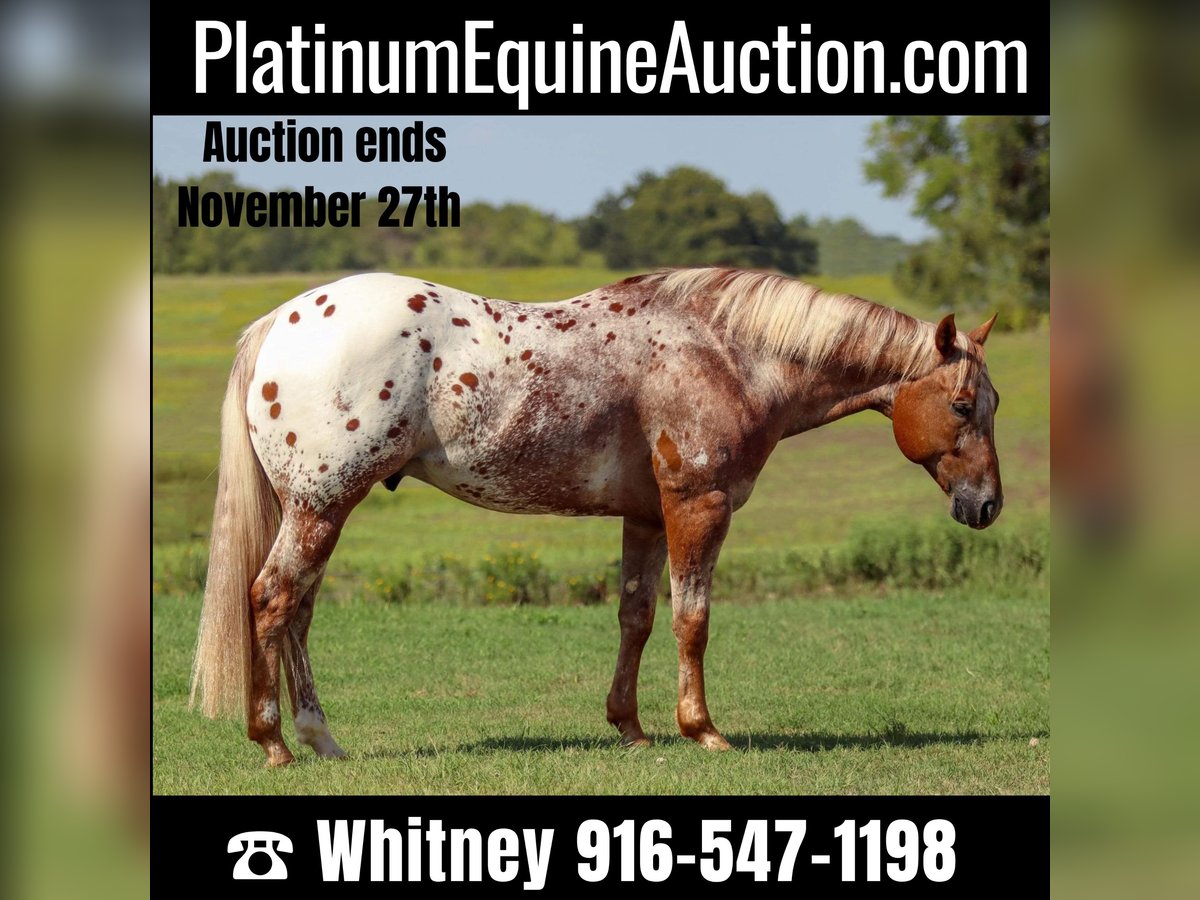 Appaloosa Castrone 10 Anni 152 cm Sauro ciliegia in Whitesboro TX