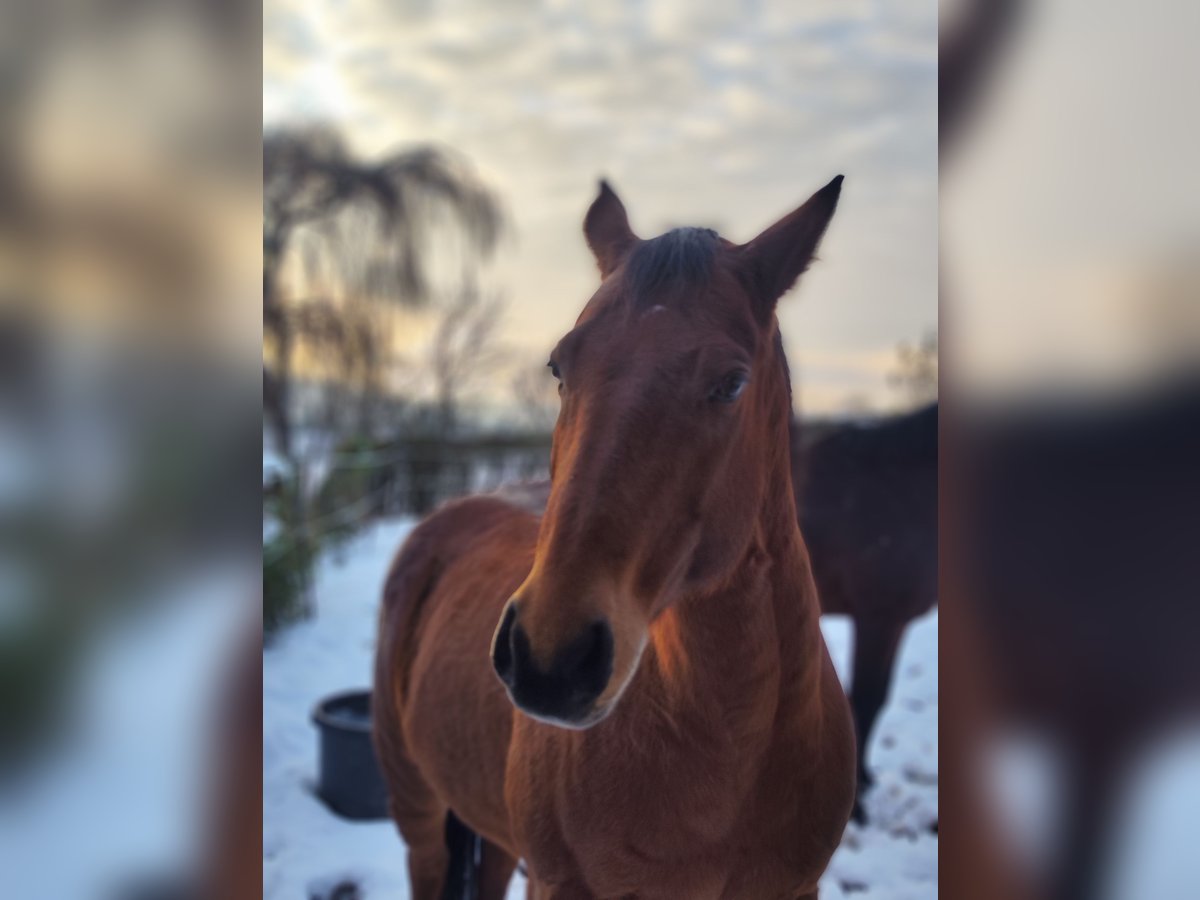 Appaloosa Castrone 11 Anni 147 cm Baio in Bad Pyrmont