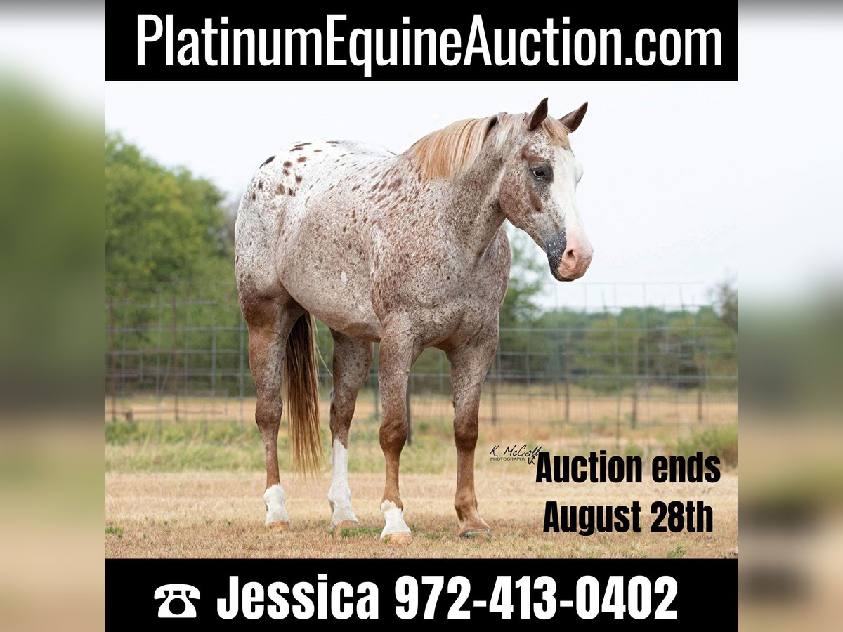 Appaloosa Castrone 11 Anni 150 cm in Ravenna TX