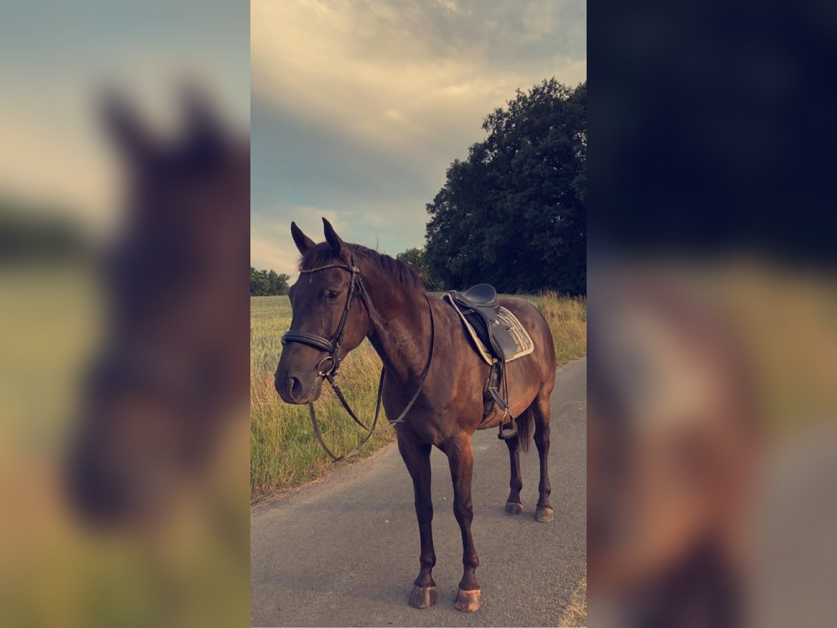 Appaloosa Castrone 11 Anni 163 cm Morello in Goldkronach