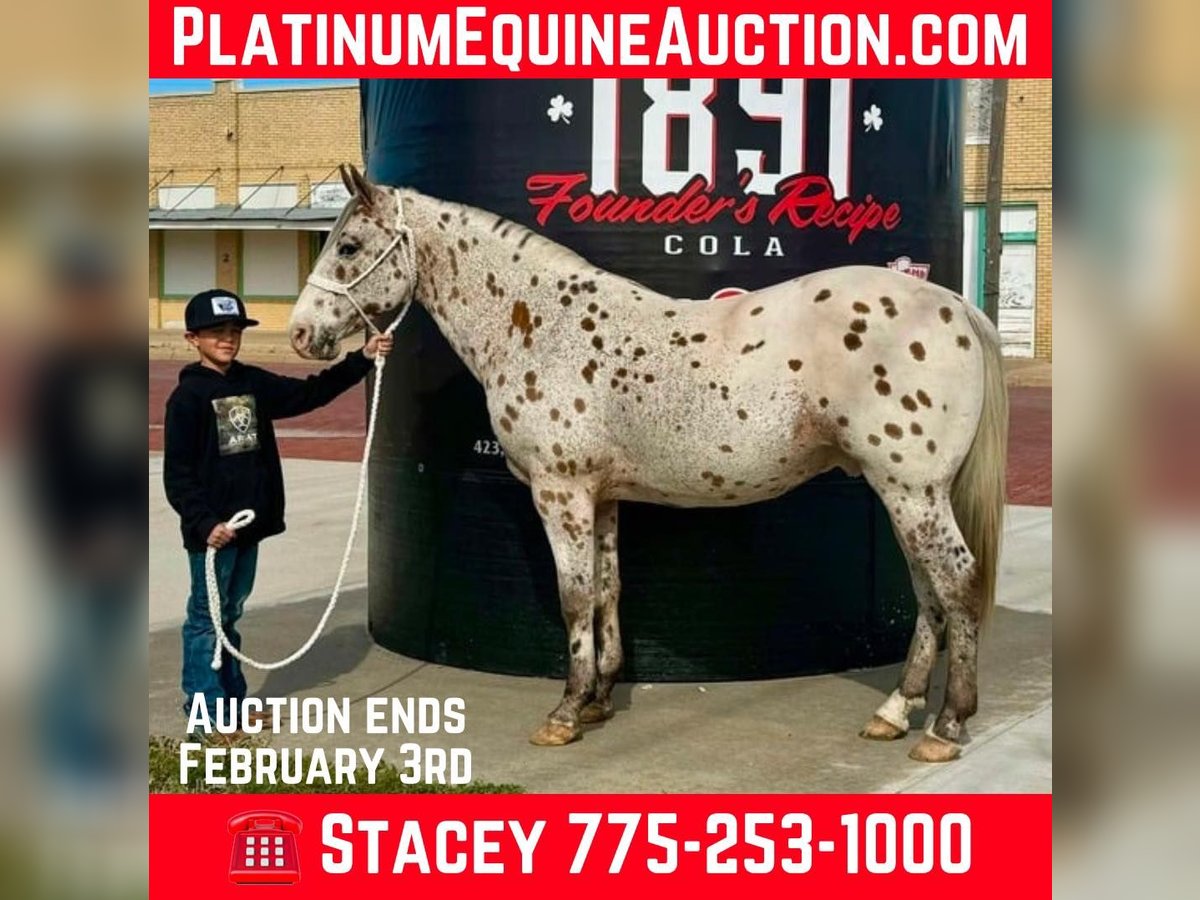 Appaloosa Castrone 12 Anni 142 cm Baio ciliegia in Dublin TX