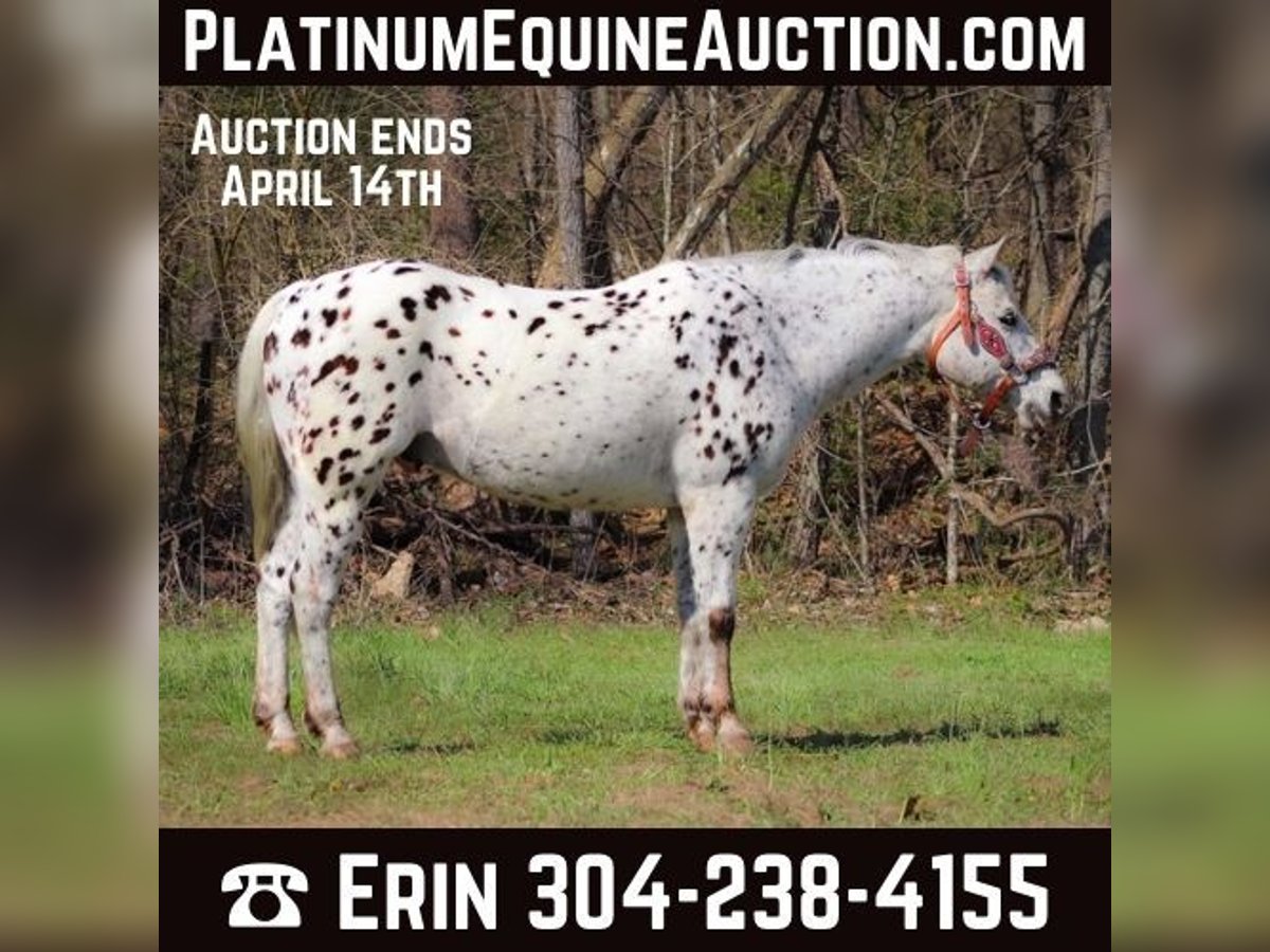 Appaloosa Castrone 12 Anni 145 cm Bianco in FLEMINGSBURG, KY