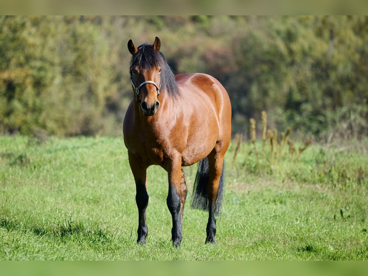 Appaloosa Castrone 12 Anni 155 cm Baio in München