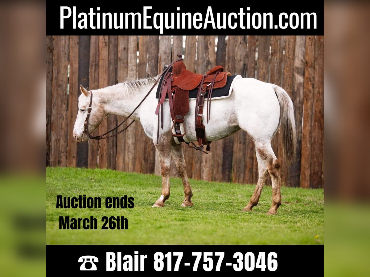 Appaloosa Castrone 12 Anni Bianco in weatherford TX