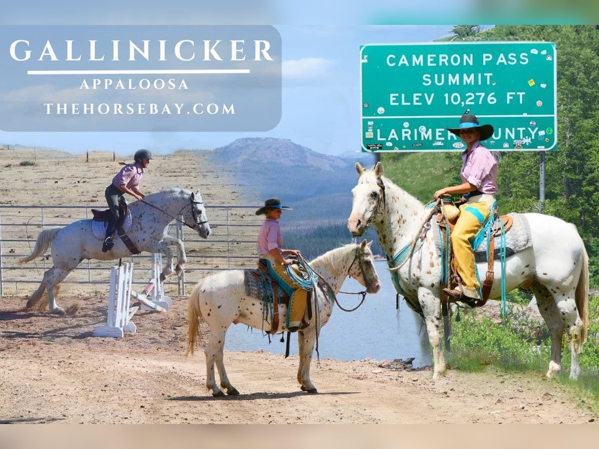 Appaloosa Castrone 13 Anni 145 cm in Fort Collins, CO