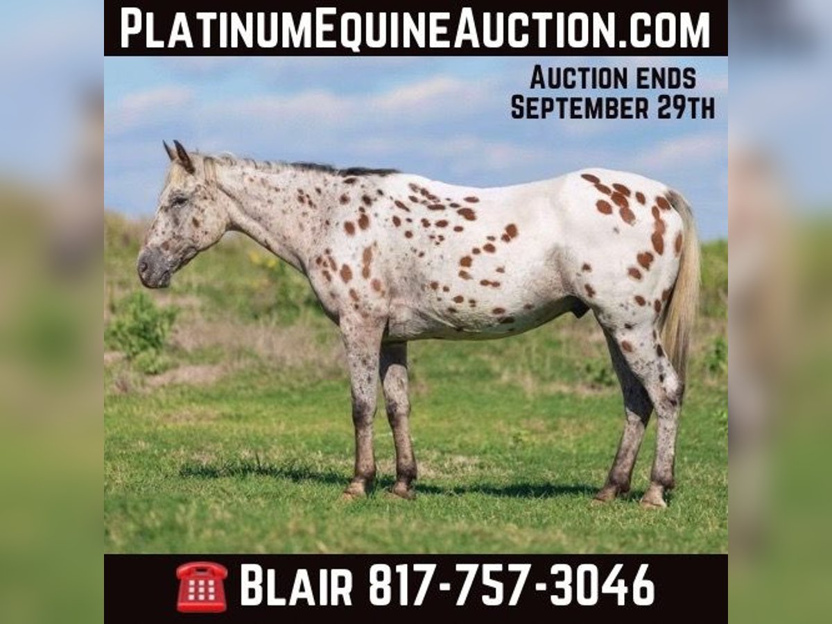 Appaloosa Castrone 14 Anni 145 cm Baio ciliegia in Weatherford TX