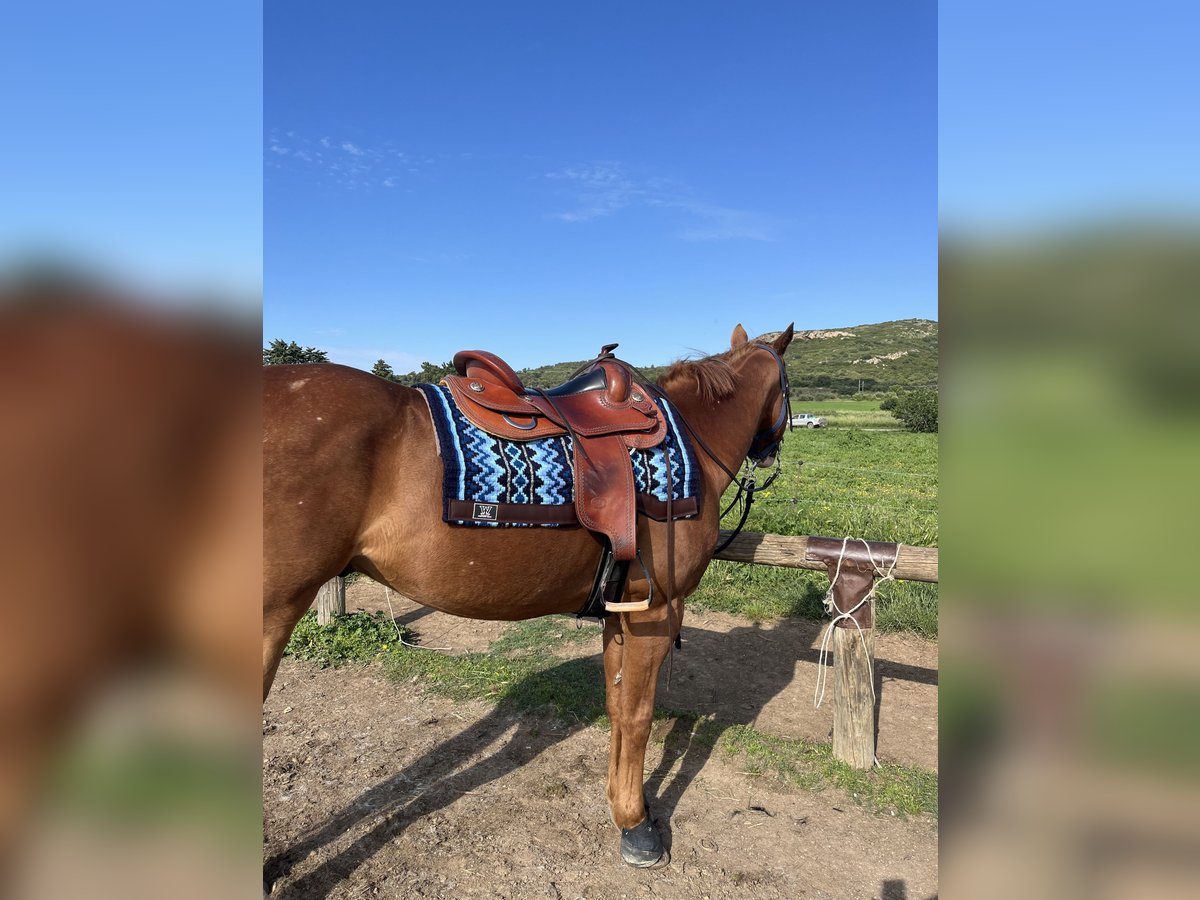 Appaloosa Castrone 14 Anni 158 cm Sauro in Comps