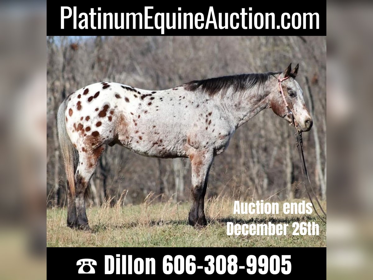 Appaloosa Castrone 14 Anni Baio ciliegia in Brodhead KY