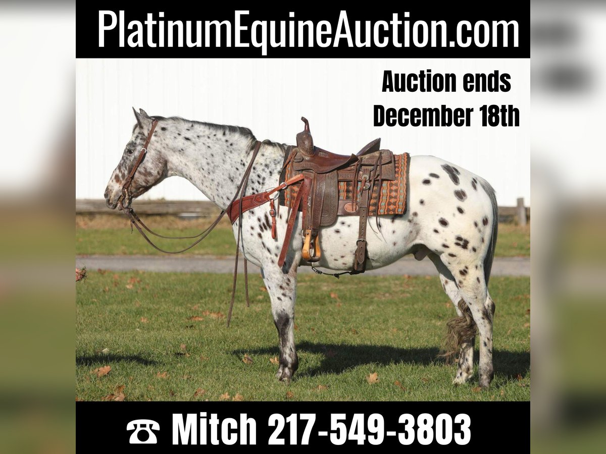 Appaloosa Castrone 15 Anni 155 cm Baio ciliegia in Effingham IL