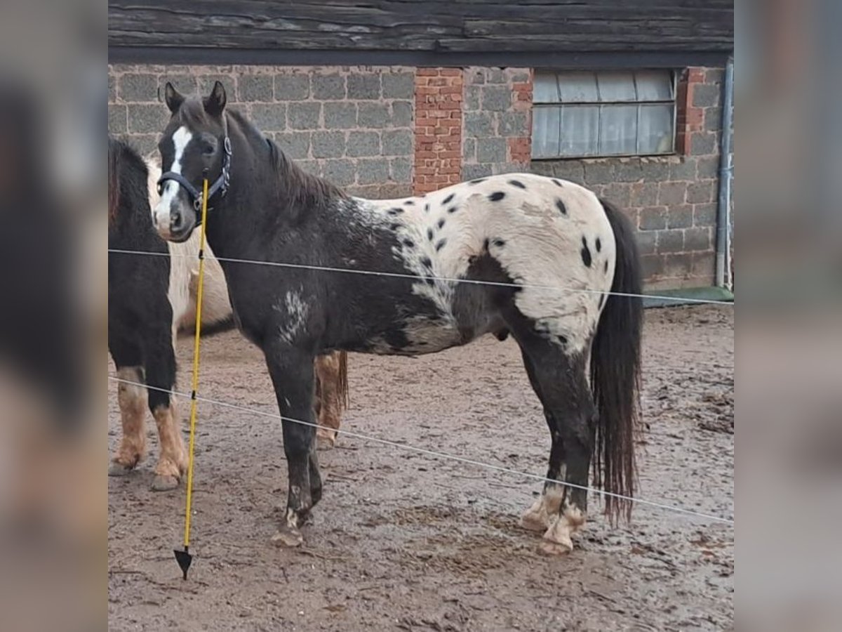 Appaloosa Castrone 16 Anni 143 cm in Eppelborn