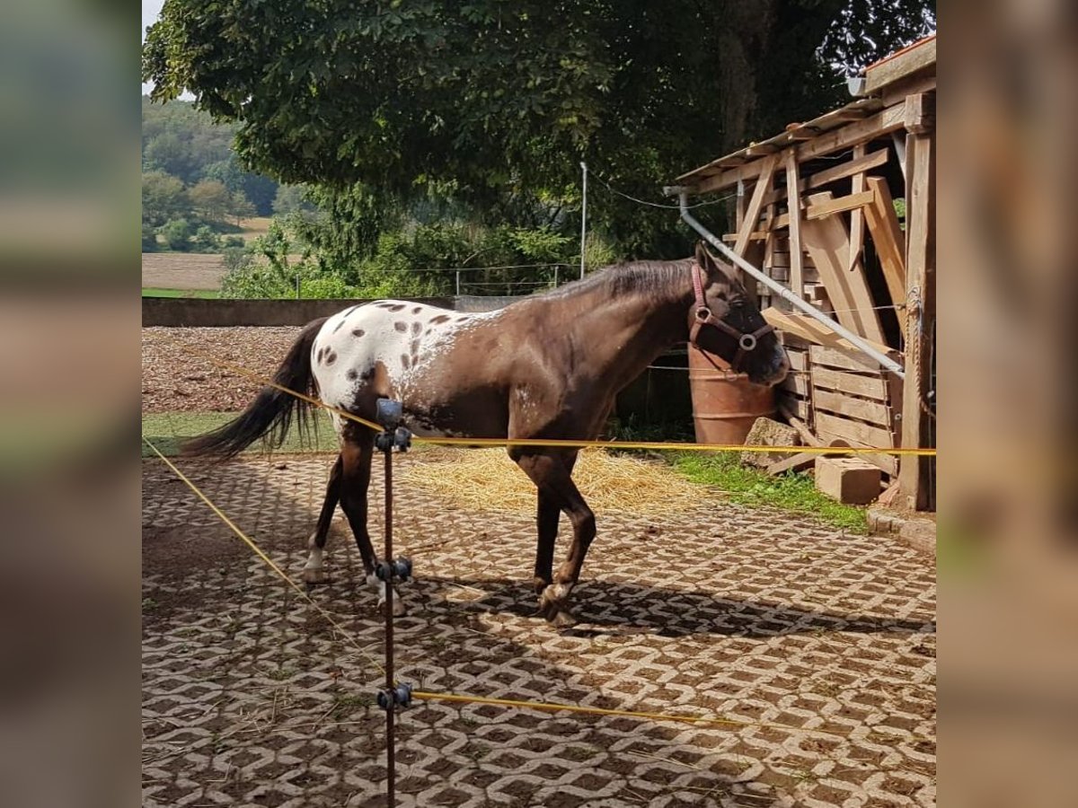 Appaloosa Castrone 16 Anni 143 cm in Eppelborn