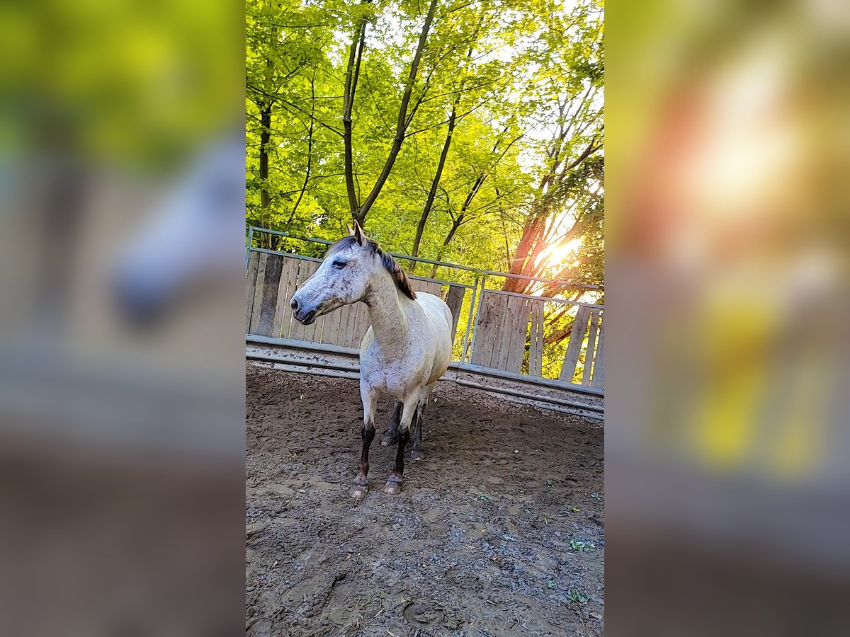 Appaloosa Mix Castrone 18 Anni 150 cm Grigio trotinato in Bergkamen