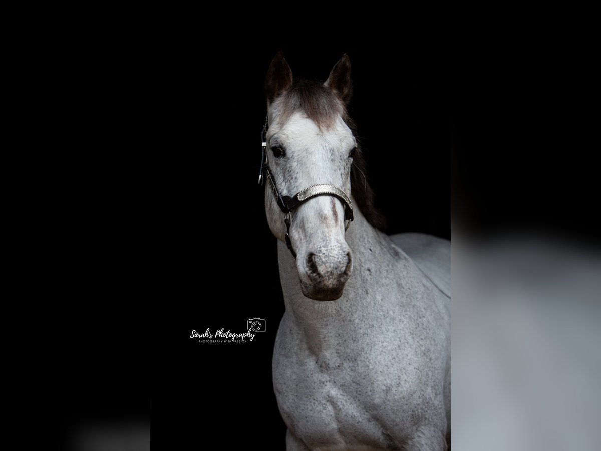 Appaloosa Mix Castrone 18 Anni 150 cm Grigio trotinato in Selm