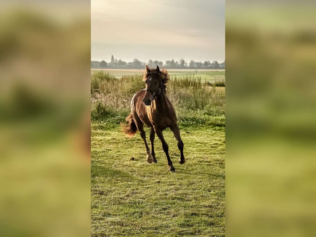 Appaloosa Mix Castrone 2 Anni 146 cm Baio in Geilenkirchen