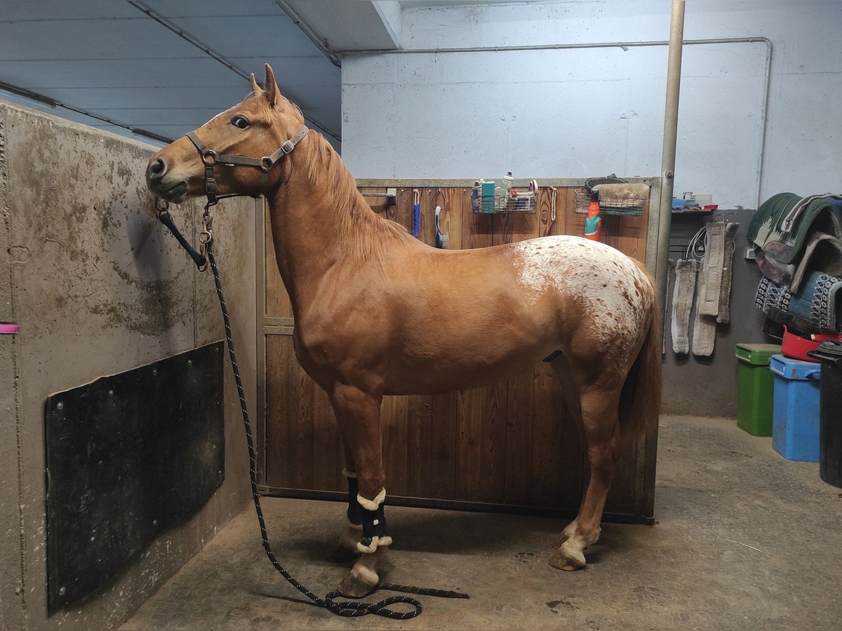 Appaloosa Mix Castrone 3 Anni 150 cm in Platzers