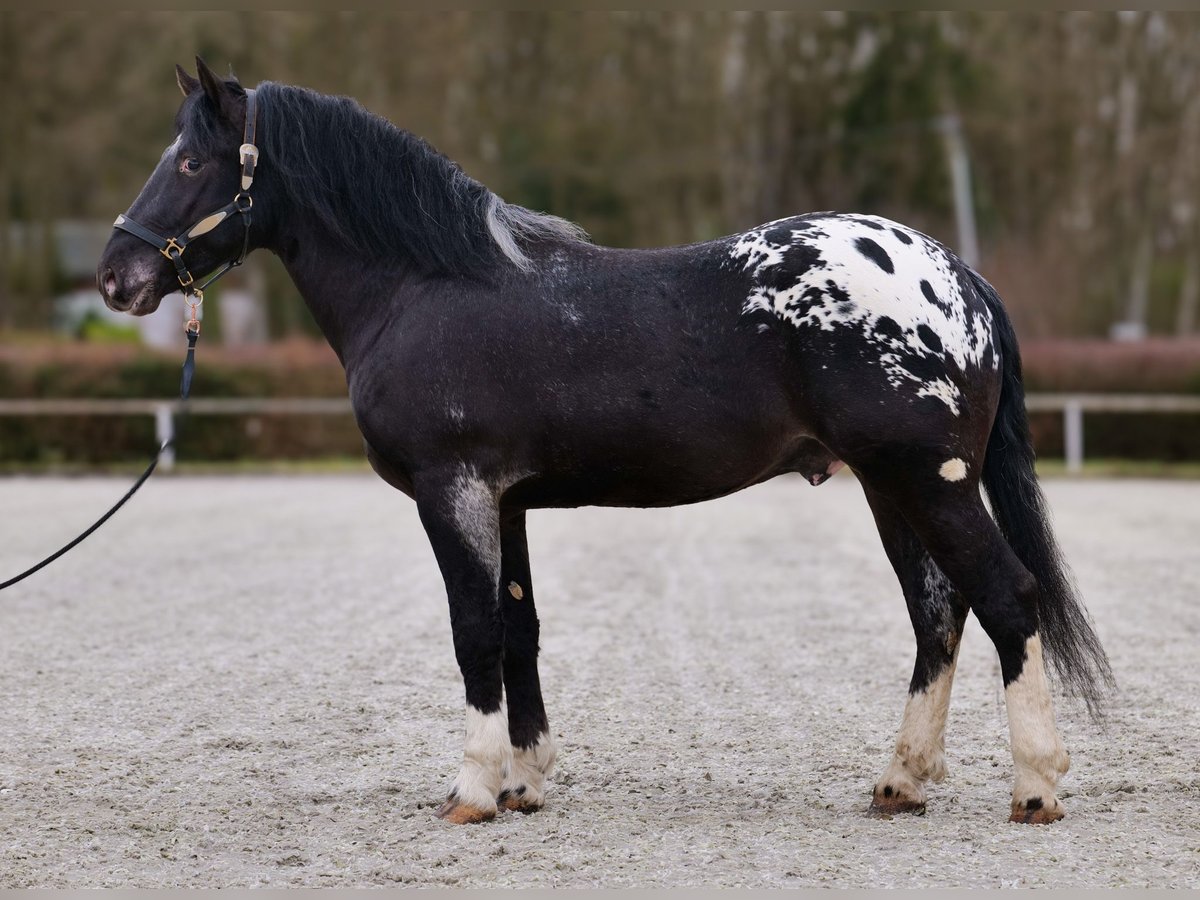 Appaloosa Castrone 3 Anni 155 cm Morello in Neustadt (Wied)