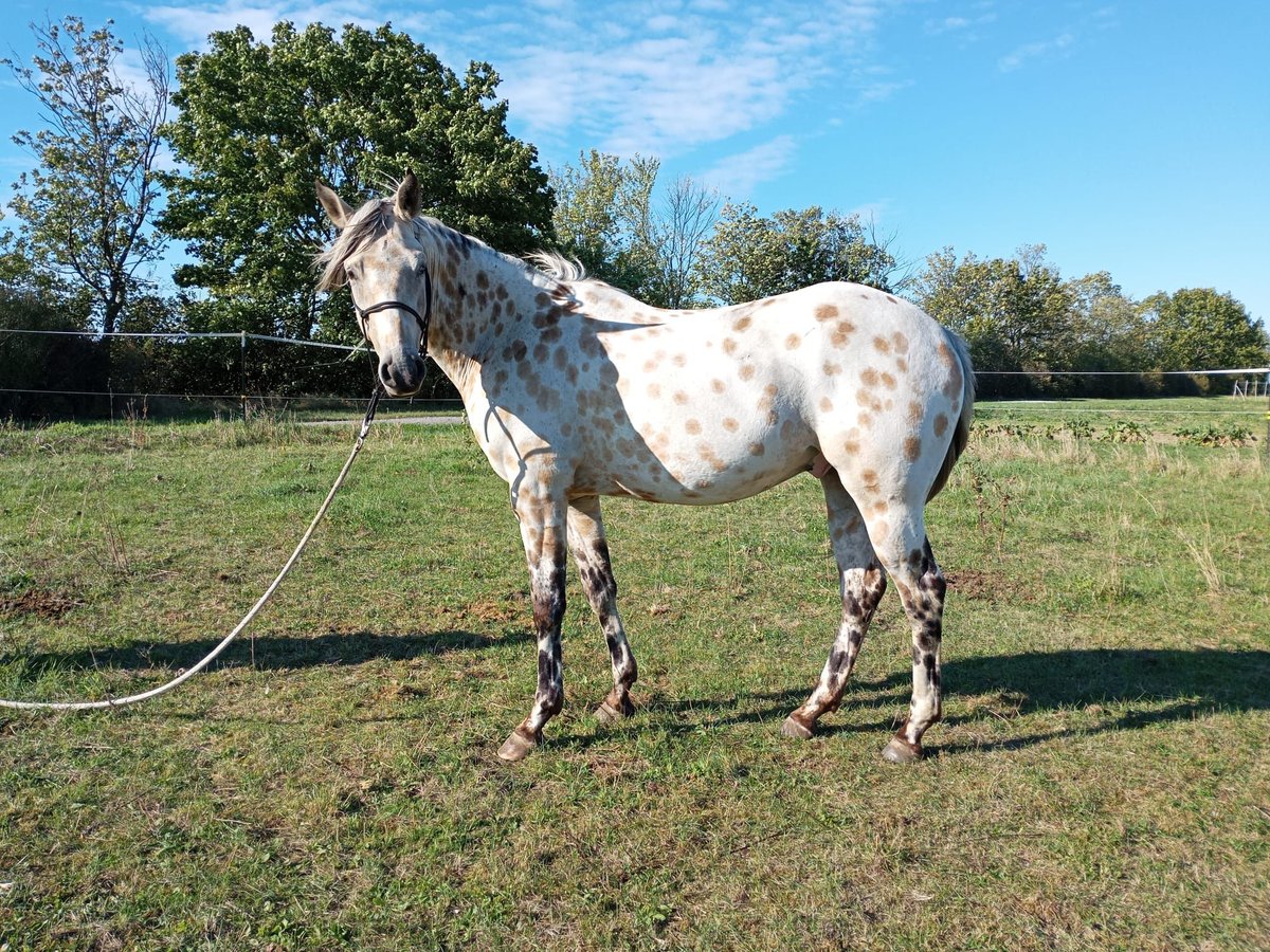 Appaloosa Castrone 3 Anni 156 cm in Mühlberg (Elbe)