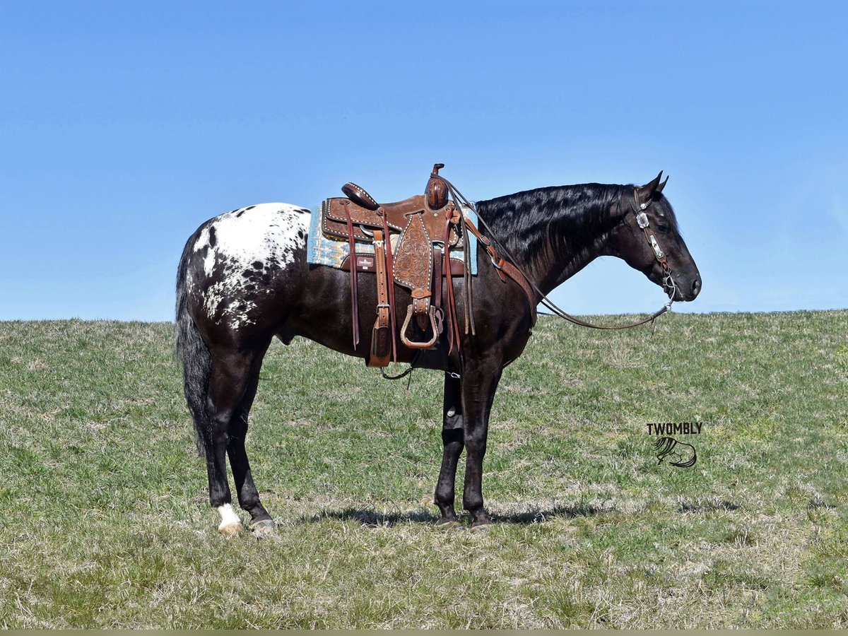 Appaloosa Castrone 4 Anni 155 cm Morello in Bayard, Nebraska