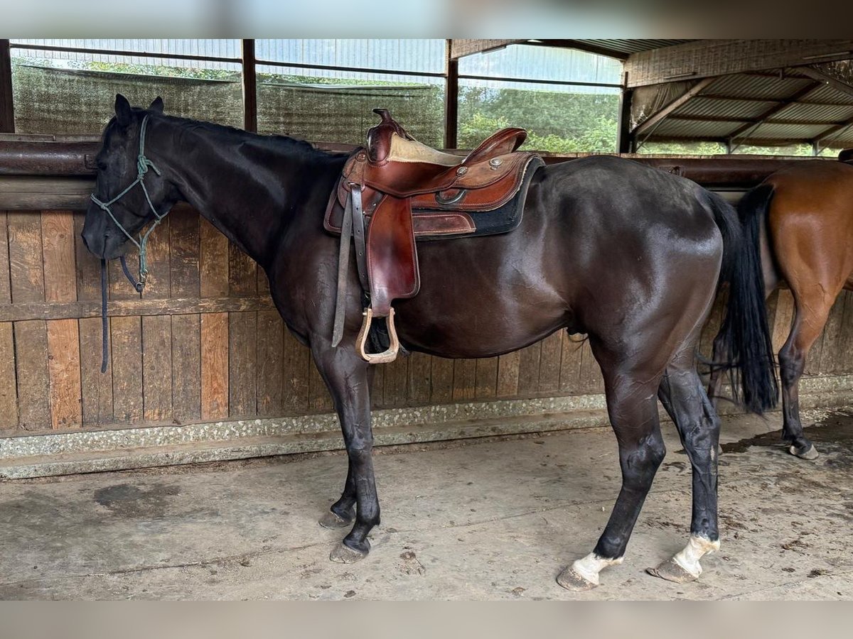 Appaloosa Castrone 4 Anni 160 cm Morello in Enspel Appaloosa Castrone 4 Anni 160 cm Morello in Enspel