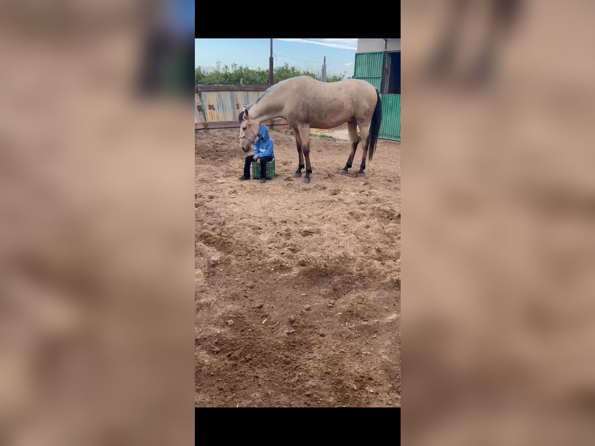 Appaloosa Mix Castrone 4 Anni 172 cm in Nules