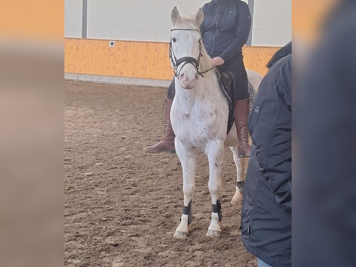 Appaloosa Castrone 5 Anni 143 cm Leopard in Goch