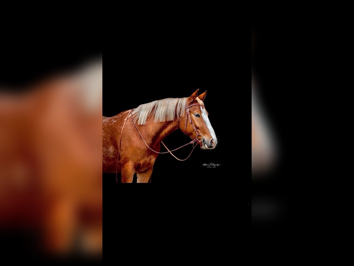 Appaloosa Castrone 5 Anni 153 cm in Greifenstein