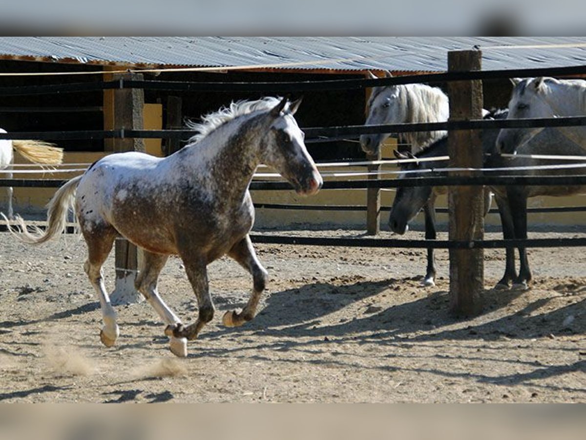 Appaloosa Mix Castrone 5 Anni 155 cm Pezzato in Mijas