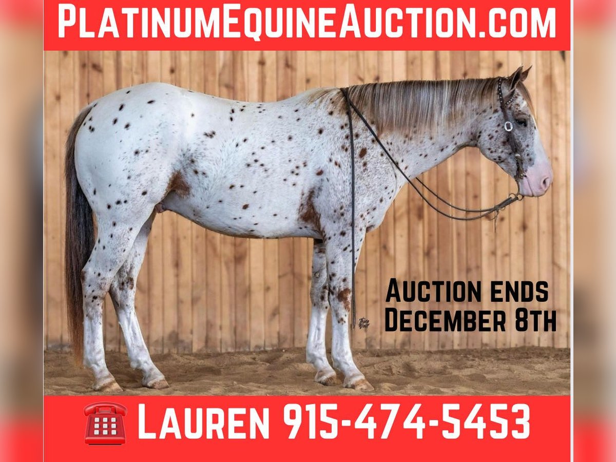 Appaloosa Castrone 5 Anni 155 cm Sauro scuro in El Paso TX