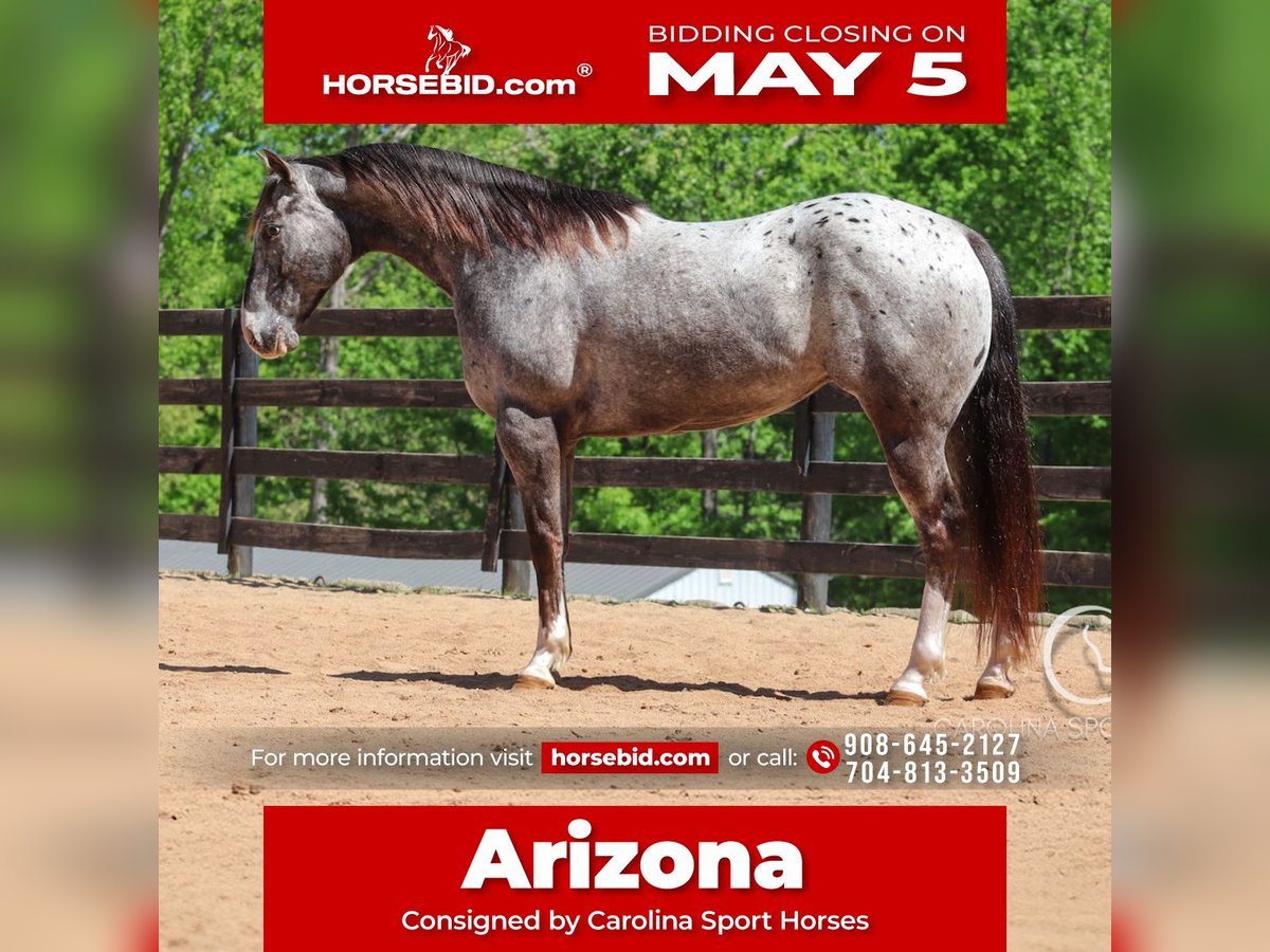 Appaloosa Mix Castrone 5 Anni 157 cm Roano blu in Clover, SC