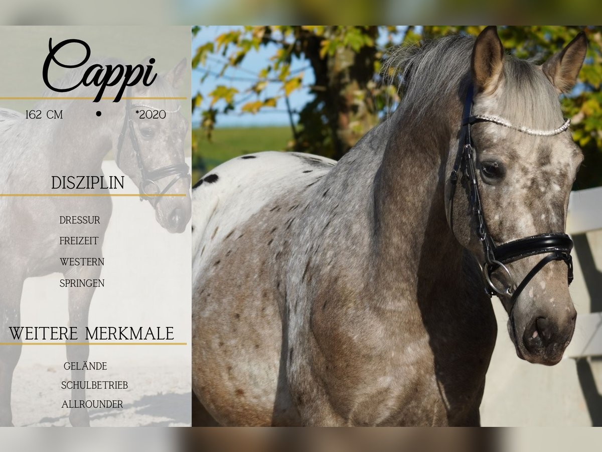 Appaloosa Mix Castrone 5 Anni 162 cm Leopard in Nettersheim